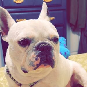 Meet your Posher, Jesus